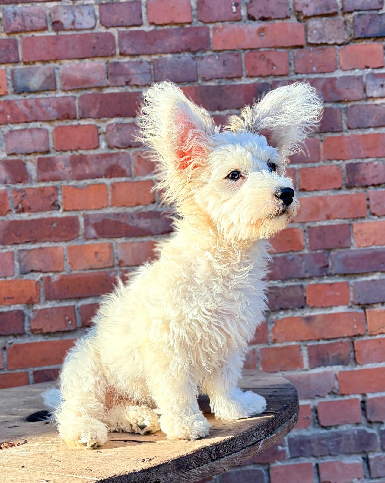 Dog 2